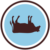 Single Speed Tip the Cow